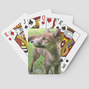 Baraja De Cartas Animales de bebé más afectados   Fox urbana