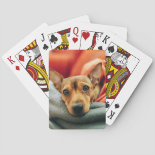 Baraja De Cartas Animales de bebé más afectados Pinscher en minia
