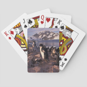 Baraja De Cartas Antártida, crías de pingüino Adelie