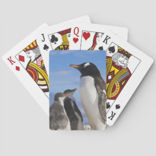 Baraja De Cartas Antártida, Neko Cove (Puerto). Pingüino de Gentoo 