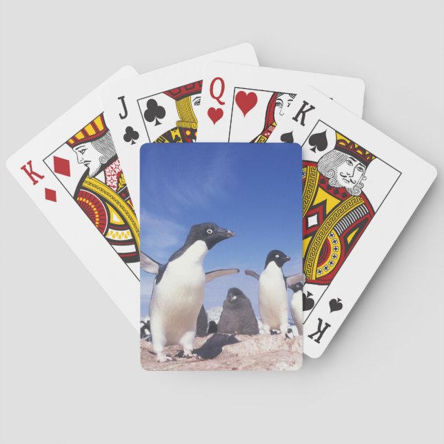 Baraja De Cartas Antártida, Pingüino Adelie Pygoscelis (Reverso)