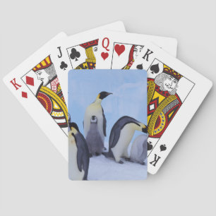 Baraja De Cartas Antártida, Pingüinos Emperadores