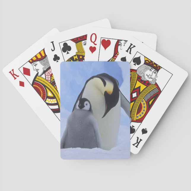 Baraja De Cartas Antártida. Pingüinos emperadores y cría (Reverso)