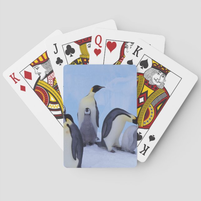 Baraja De Cartas Antártida, Pingüinos Emporer (Reverso)