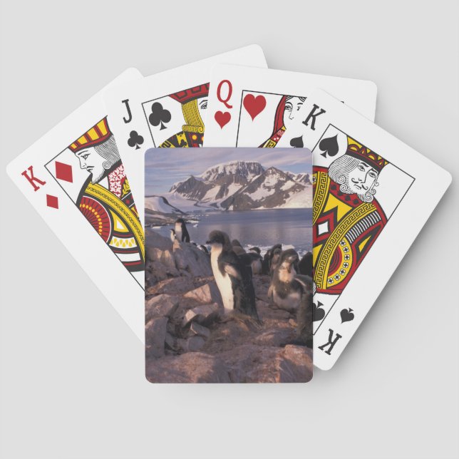 Baraja De Cartas Antártida, pollitos de pingüino de Adelie (Reverso)
