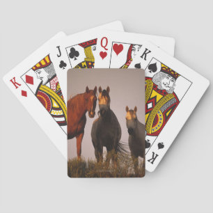 Baraja De Cartas Árabes al atardecer