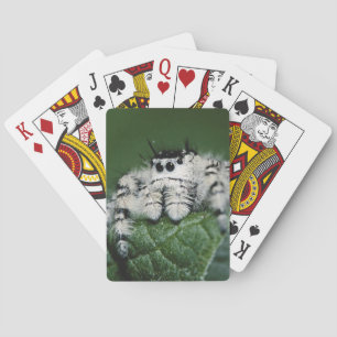 Baraja De Cartas Araña Saltarina Metaphid
