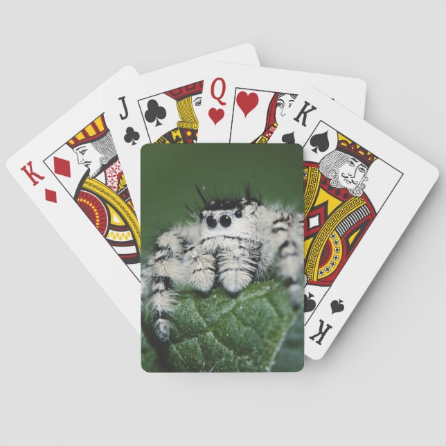 Baraja De Cartas Araña Saltarina Metaphid (Reverso)