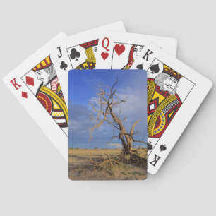 Baraja De Cartas árbol de espino de camello muerto (Acacia Erioloba