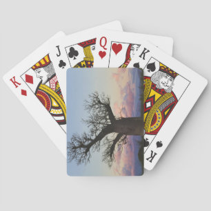 Baraja De Cartas Árboles Baobab, Berenty, Toliara, Madagascar
