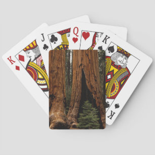 Baraja De Cartas Árboles de secuoya, Parque Nacional Sequoia.