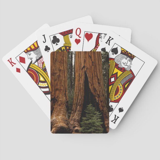 Baraja De Cartas Árboles de secuoya, Parque Nacional Sequoia. (Reverso)