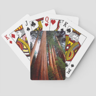 Baraja De Cartas Árboles de secuoya roja de crecimiento antiguo
