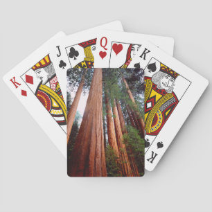 Baraja De Cartas Árboles de secuoya roja de crecimiento antiguo