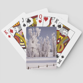 Baraja De Cartas Árboles y valla cubiertos de escarcha, Colorado