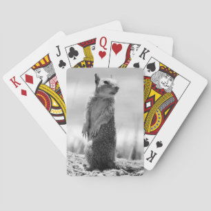 Baraja De Cartas Ardilla