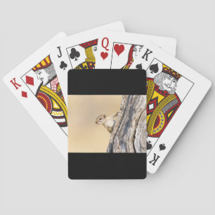 Baraja De Cartas Ardilla de árbol