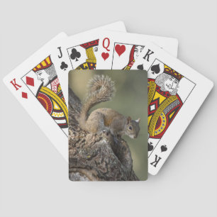 Baraja De Cartas ardilla gris oriental, o ardilla gris
