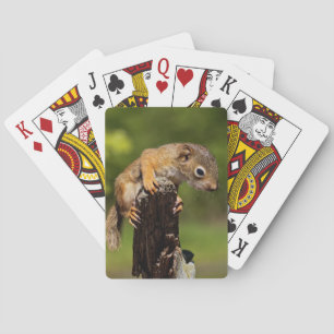 Baraja De Cartas ardilla roja del bebé