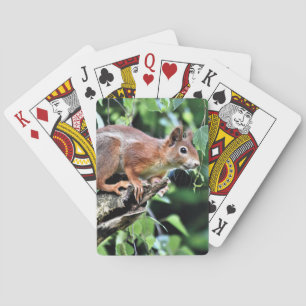 Baraja De Cartas ardilla roja en el árbol