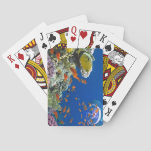 Baraja De Cartas Arrecife de coral del Mar Rojo, Egipto