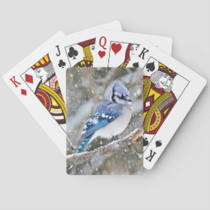 Baraja De Cartas Arrendajo azul en una nevada
