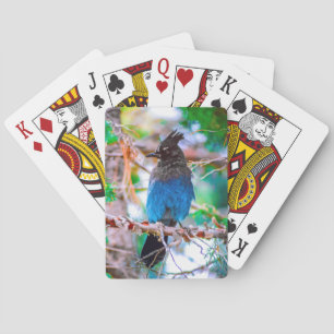 Baraja De Cartas Arrendajo de Steller - Fotografía Original