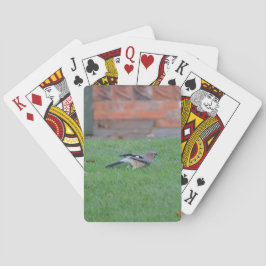 Baraja De Cartas Arrendajo euroasiático