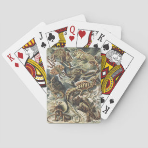Baraja De Cartas Arte Antiguo de Reptiles y Lagartos de la Naturale