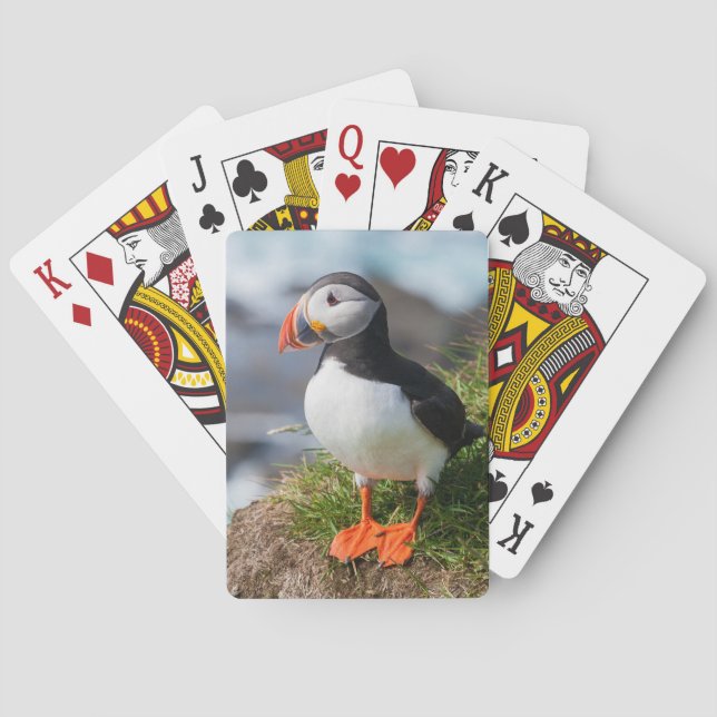 Baraja De Cartas Ártica de la Fratercula de Puffin Atlántica (Reverso)