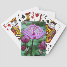 Baraja De Cartas Astrantia rosa florece