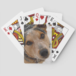Baraja De Cartas Australian Cattle Dog in Snow - Western