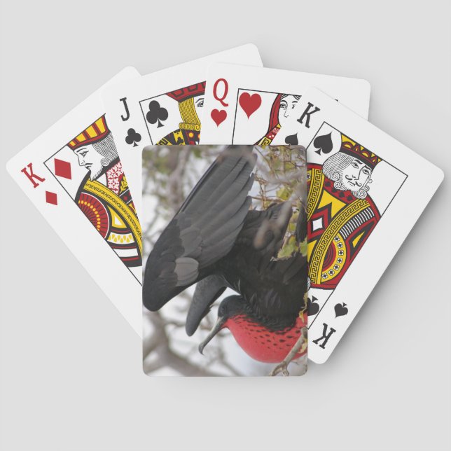 Baraja De Cartas Ave fragata magnífica (Reverso)