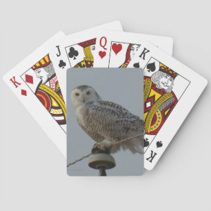 Baraja De Cartas B38 Lechuza Ártica
