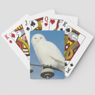 Baraja De Cartas B50 Búho Nival