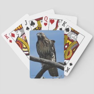 Baraja De Cartas B54 Halcón de Swainson