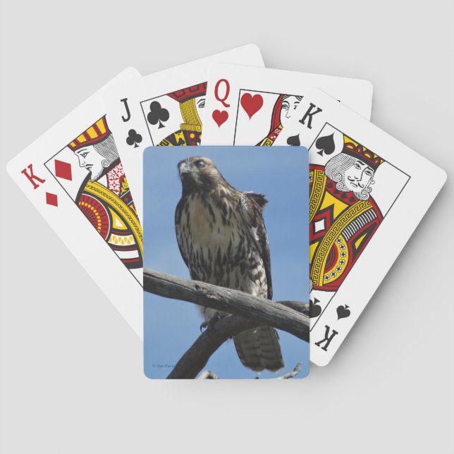 Baraja De Cartas B54 Halcón de Swainson (Reverso)