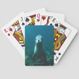 BARAJA DE CARTAS BABY SEAL