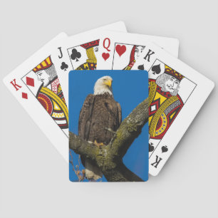 Baraja De Cartas Bald Eagle