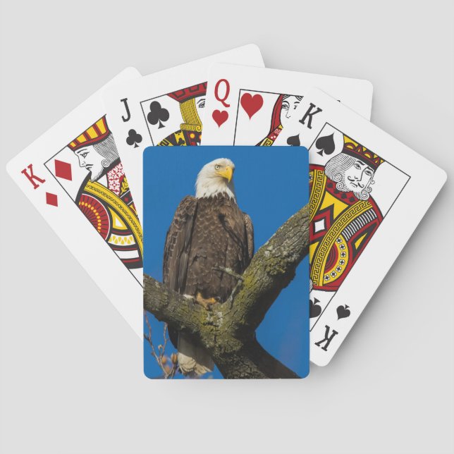 Baraja De Cartas Bald Eagle (Reverso)