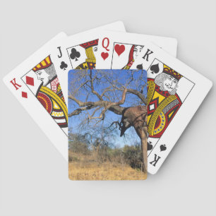 Baraja De Cartas Baobab (Adansonia Digitata), Parque Nacional Kruge