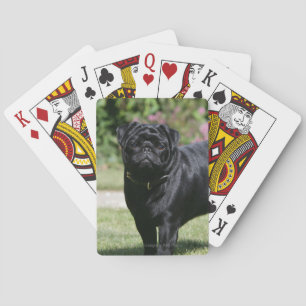 Baraja De Cartas Barro amasado negro que se coloca de mirada de la