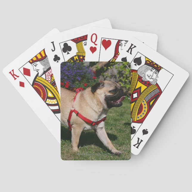 Baraja De Cartas Barro amasado que lleva el arnés rojo (Reverso)