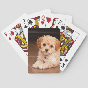 Baraja De Cartas Bebé Perro maltés de perro cachorro maltipoo