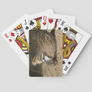 Baraja De Cartas Bebés septentrionales de las codornices en la