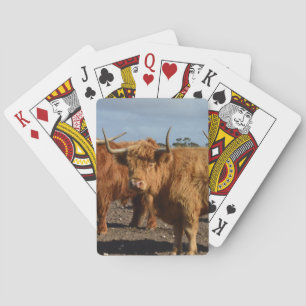 Baraja De Cartas Belleza Fornida: La Majestuosa Vaca Brown Highland