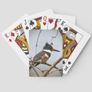 Baraja De Cartas Belted Kingfisher