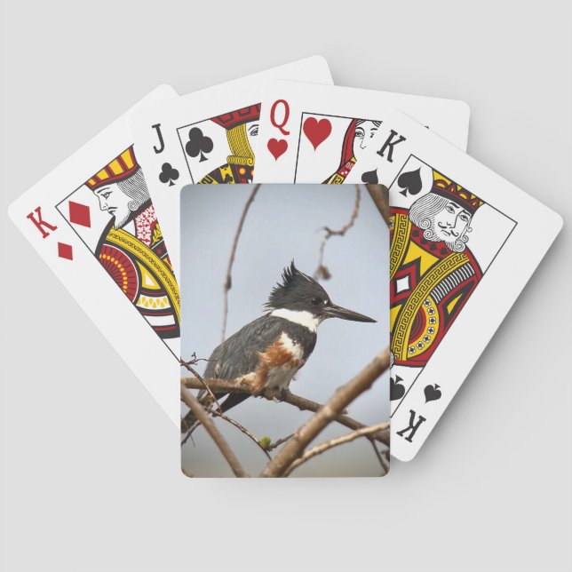 Baraja De Cartas Belted Kingfisher (Reverso)