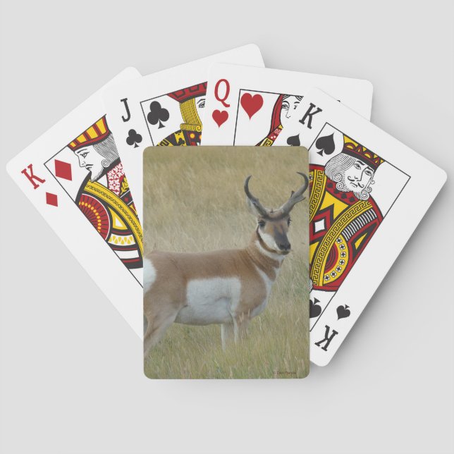 Baraja De Cartas Berrendo A1 Gran Ciervo (Reverso)