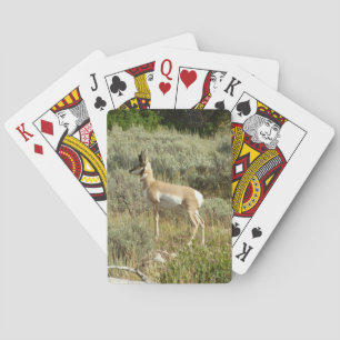 Baraja De Cartas Berrendo en el Parque Nacional Grand Teton